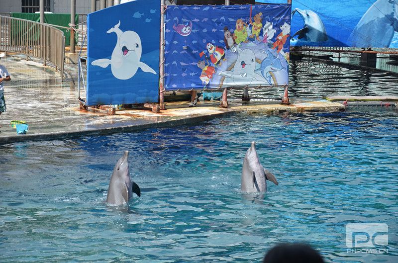 海豚表演宝德员工生日会